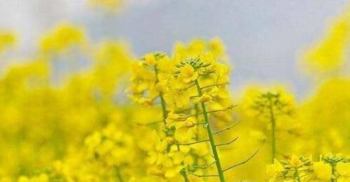 国内有哪些油菜花观赏地