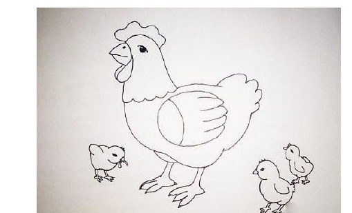 鸡的简笔画