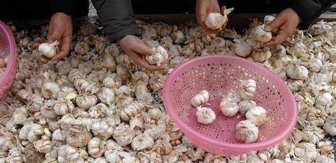 种蒜苗怎样挑选大蒜？