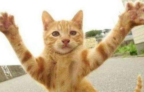 处理猫猫打架的方法