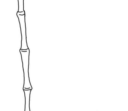 怎样画漂亮竹子