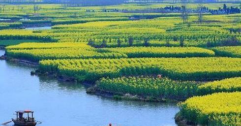 国内有哪些油菜花观赏地