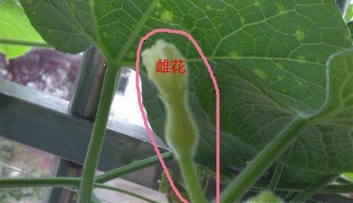怎么在阳台种植小葫芦