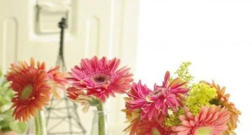 如何养好非洲菊？