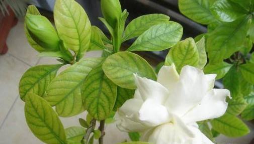 栀子花怎么才能养好?