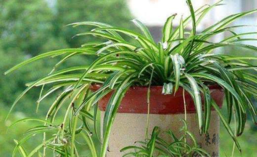 室内适合养什么植物