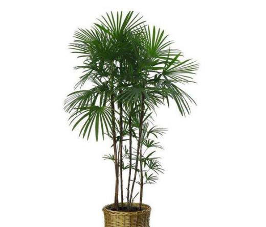 室内适合养什么植物