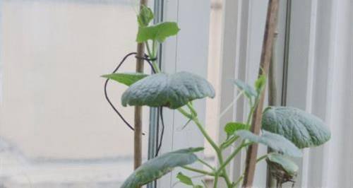 怎么在阳台种植小葫芦