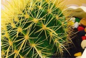 如何让仙人球开花?