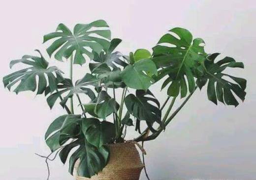 室内适合养什么植物