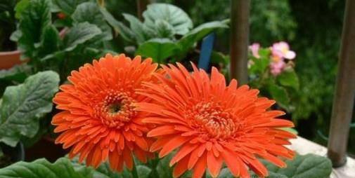 如何养好非洲菊？
