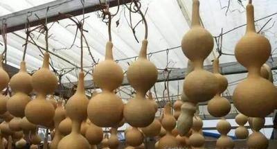 新鲜葫芦怎么处理成干葫芦?