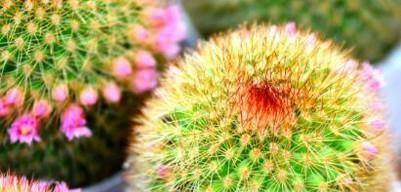 如何让仙人球开花?