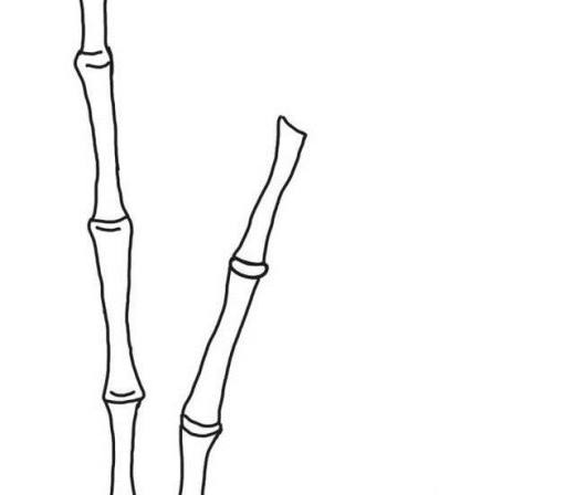 怎样画漂亮竹子
