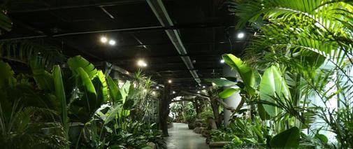 1米5以上室内、办公室绿化、大型植物、盆栽、树