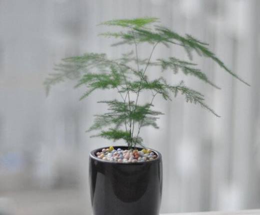 室内适合养什么植物