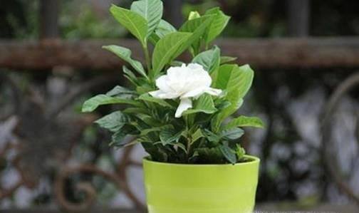 栀子花怎么才能养好?