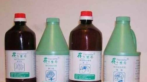 如何养好非洲菊？