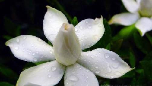 栀子花怎么才能养好?