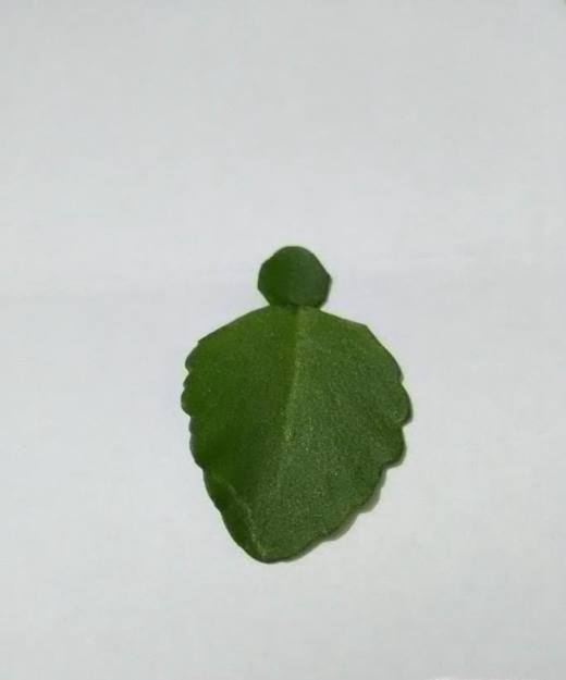 如何制作幼儿树叶趣味粘贴画