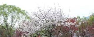 武汉哪些地方可以赏樱花