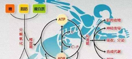 有氧运动和无氧运动有什么区别？