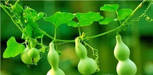 怎么在阳台种植小葫芦