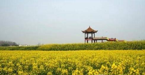 国内有哪些油菜花观赏地