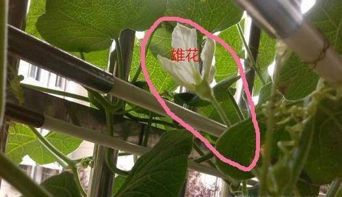 怎么在阳台种植小葫芦