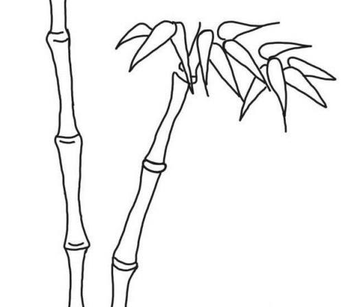 怎样画漂亮竹子