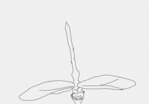 蜻蜓怎么画——简笔画