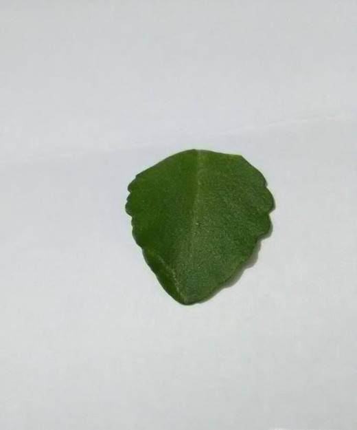 如何制作幼儿树叶趣味粘贴画