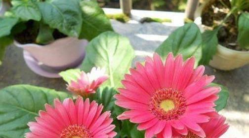 如何养好非洲菊？